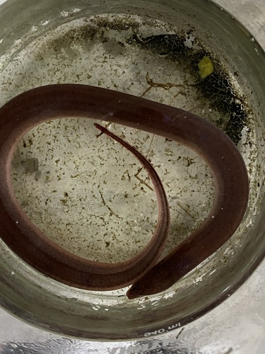 Asian Swamp Eel (Monopterus albus)