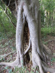 Ficus luschnathiana