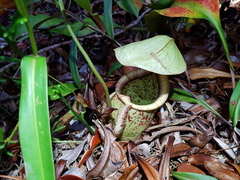 Nepenthes rafflesiana