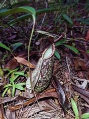 Nepenthes hemsleyana