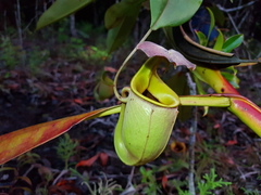 Nepenthes bicalcarata