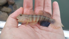 Cryptocentrus melanopus