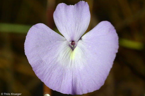 Utricularia tubulata F.Muell. 2