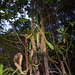 Nepenthes hemsleyana - Photo (c) dr. Werner de Gier, osa oikeuksista pidätetään (CC BY-NC), lähettänyt dr. Werner de Gier
