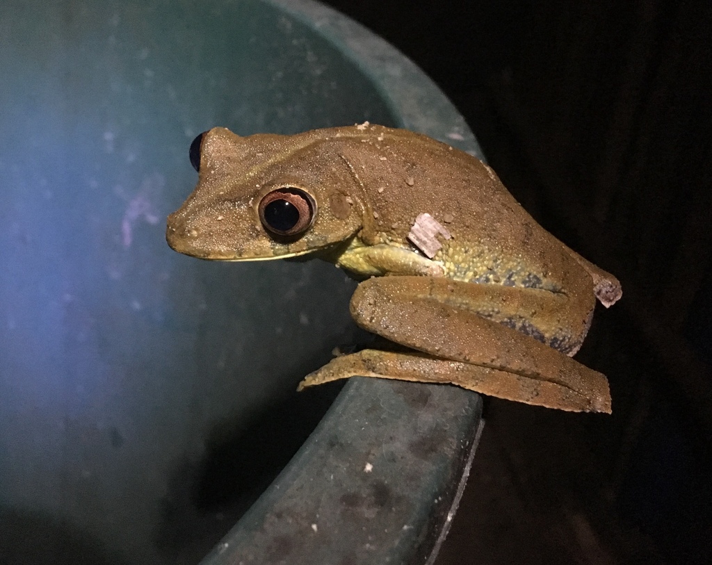Upper Orinoco Treefrog