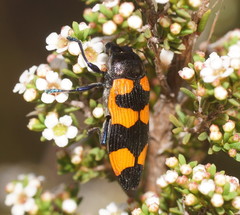 Castiarina thomsoni