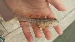 Cryptocentrus melanopus