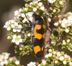 Castiarina thomsoni
