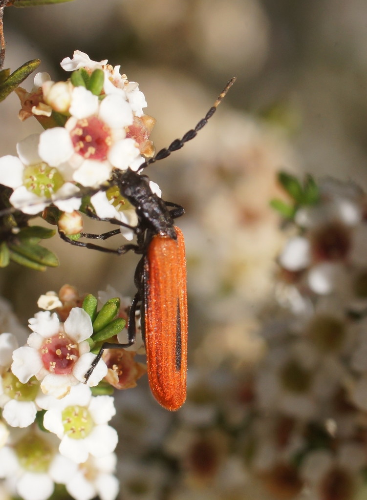 Pseudolycus haemopterus