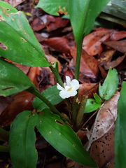 Boesenbergia