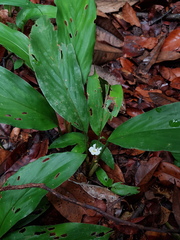 Boesenbergia