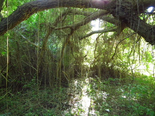 Cissus verticillata