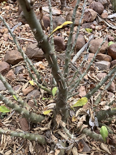 Pachypodium saundersii