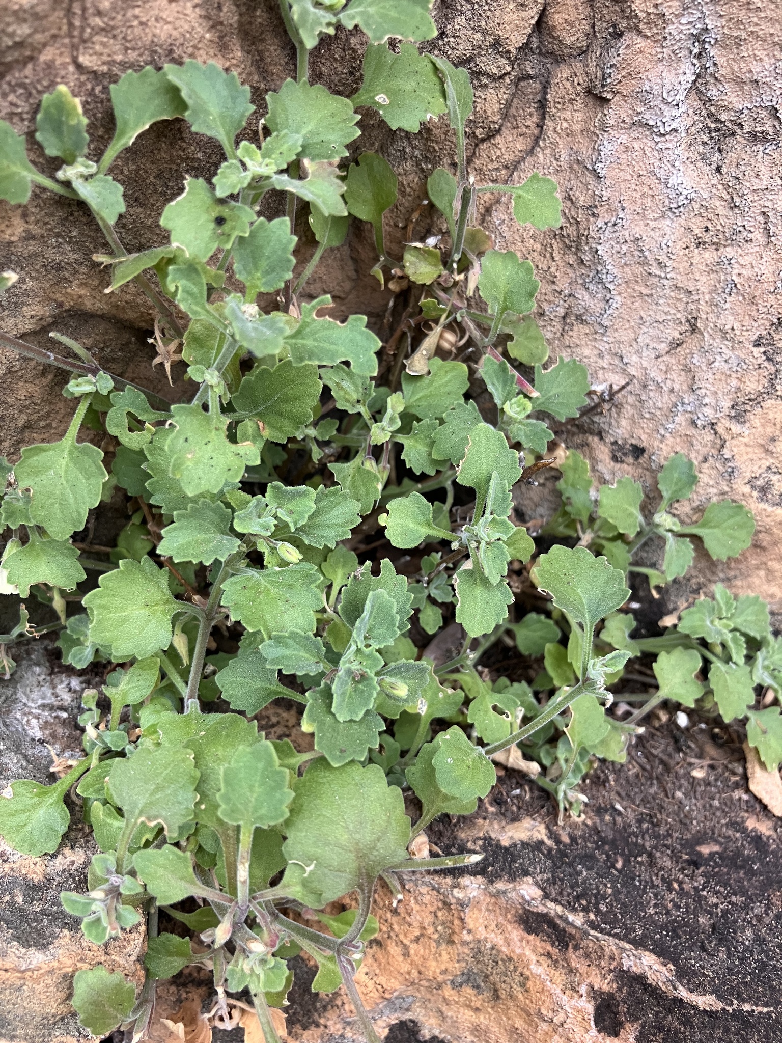 Stemodiopsis kamundii