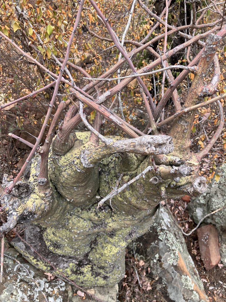Adenia spinosa, Vhembe, ZA-NP, ZA