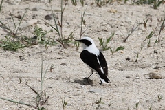 Oenanthe melanoleuca