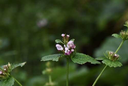Phlomoides umbrosa