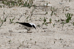 Oenanthe melanoleuca