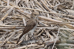 Oenanthe melanoleuca