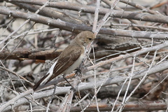 Oenanthe melanoleuca