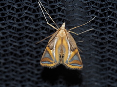 Eoophyla conjunctalis