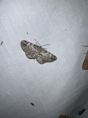 Pale-winged Gray photo 6