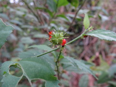 Dysdercus albofasciatus