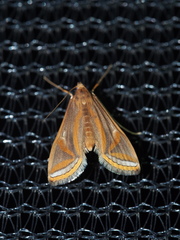Eoophyla gibbosalis