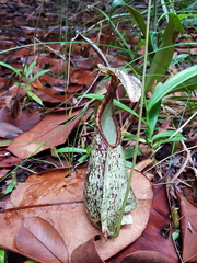 Nepenthes