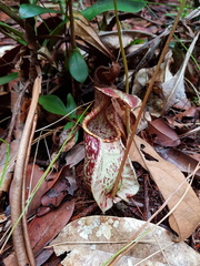Nepenthes rafflesiana