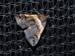 Bertula abjudicalis
