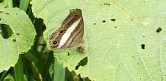 Euptychoides albofasciata