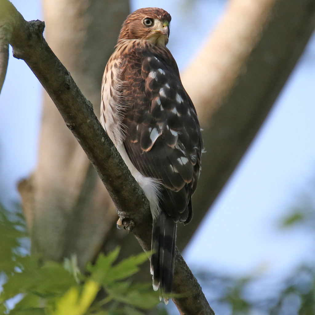 Cooper s Hawk From Uptown Chicago IL USA On July 11 2023 At 07 56 Cooper s Hawk From Uptown Chicago IL USA On July 11 2023 At 07 56