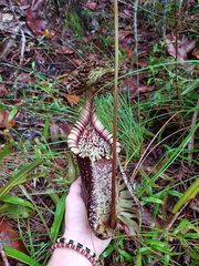 Nepenthes rafflesiana