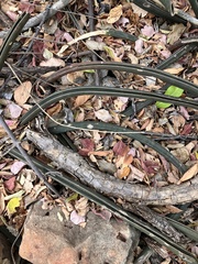 Dracaena hallii, photograph rosshawkins, CC0, iNaturalist via GBIF