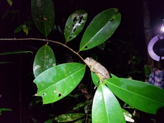 Gonocephalus bornensis