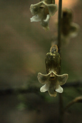 Gastrodia cooperae