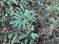 Arisaema heterophyllum