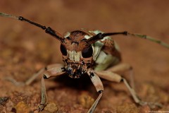 Prosopocera lactator