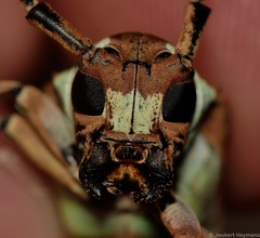 Prosopocera lactator