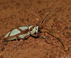 Prosopocera lactator