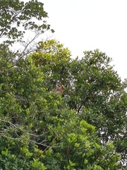Nasalis larvatus