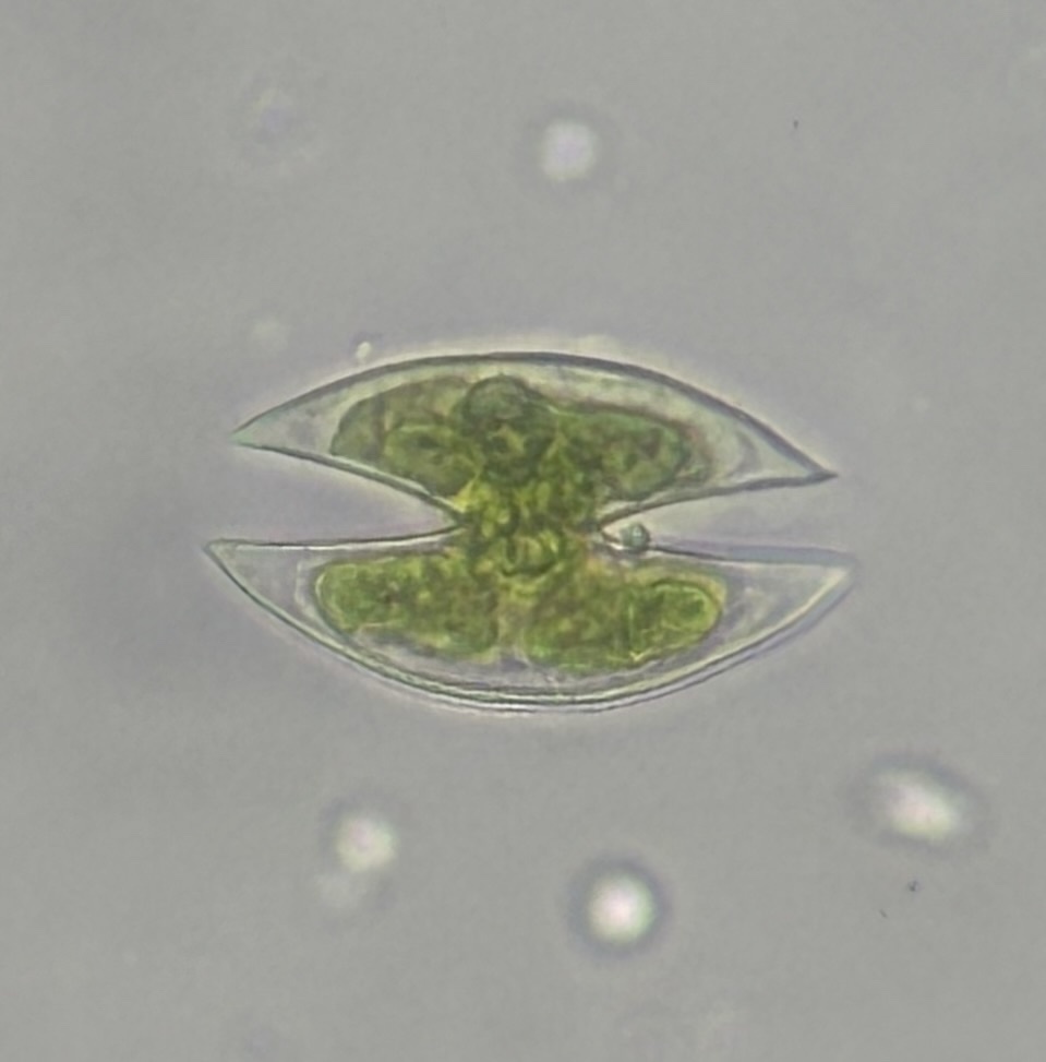Staurodesmus lunatus