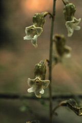Gastrodia cooperae