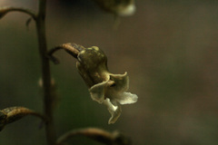 Gastrodia cooperae