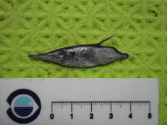 Macroramphosus scolopax