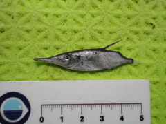 Macroramphosus scolopax