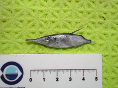 Macroramphosus scolopax