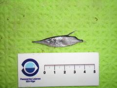 Macroramphosus scolopax