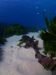 Banded Wobbegong photo 3